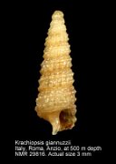 Krachiopsis giannuzzii